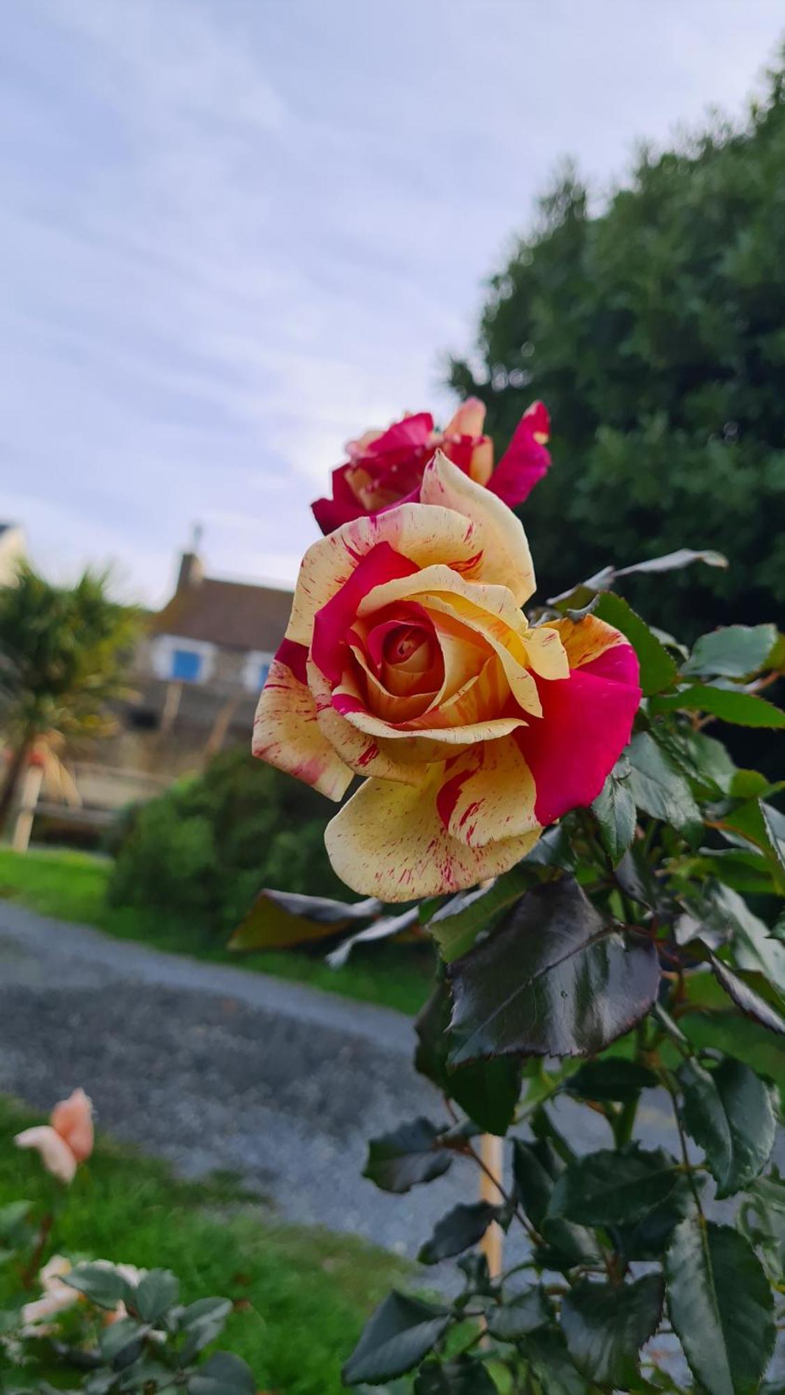Lesroses1680 Bed & Breakfast Blainville-sur-Mer ภายนอก รูปภาพ