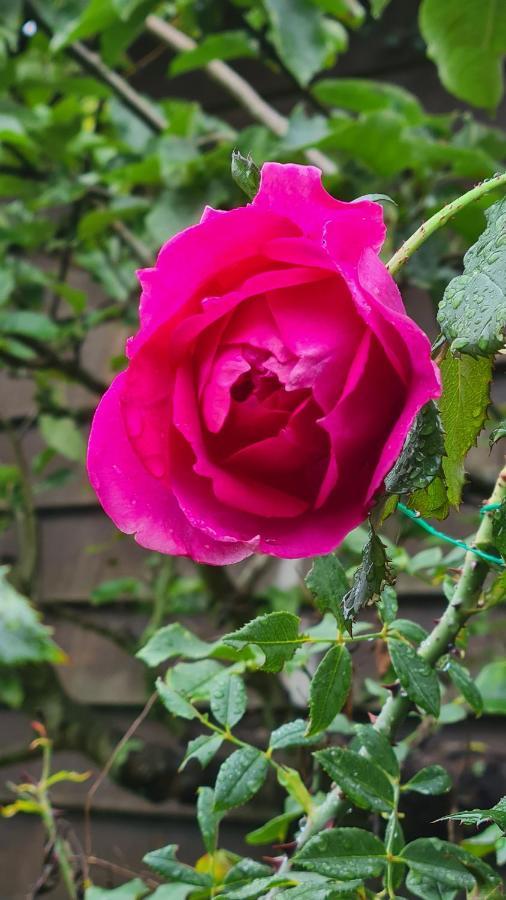 Lesroses1680 Bed & Breakfast Blainville-sur-Mer ภายนอก รูปภาพ
