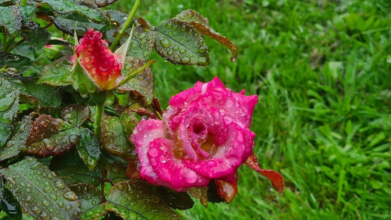Lesroses1680 Bed & Breakfast Blainville-sur-Mer ภายนอก รูปภาพ