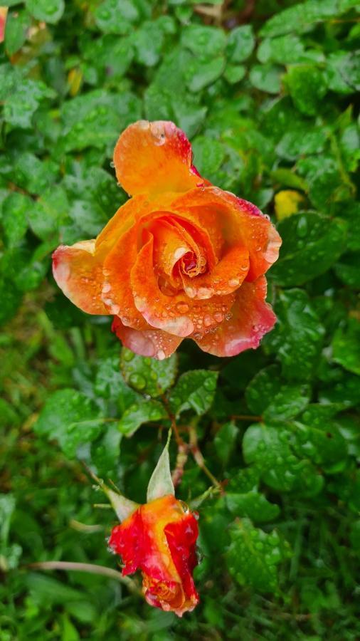 Lesroses1680 Bed & Breakfast Blainville-sur-Mer ภายนอก รูปภาพ