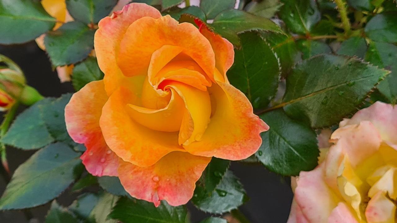 Lesroses1680 Bed & Breakfast Blainville-sur-Mer ภายนอก รูปภาพ
