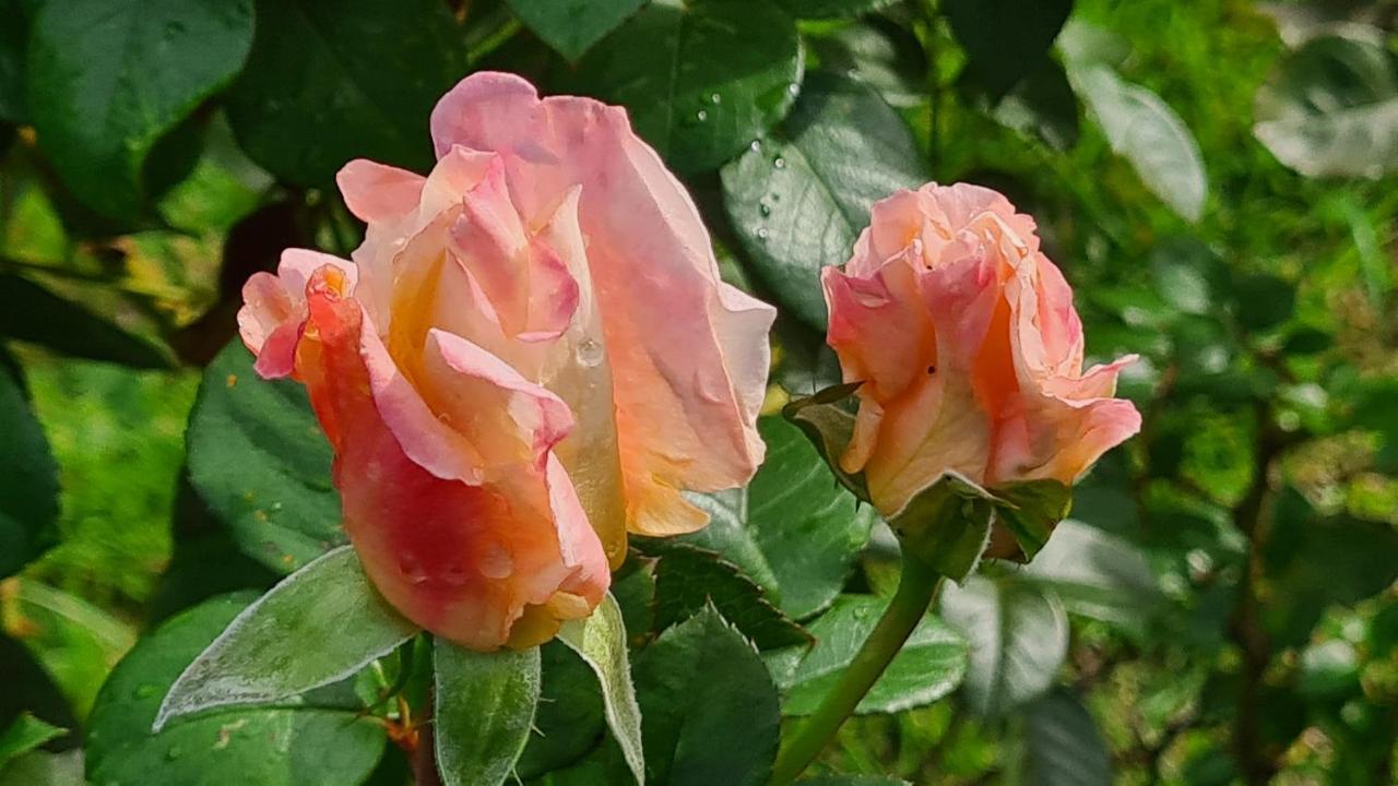 Lesroses1680 Bed & Breakfast Blainville-sur-Mer ภายนอก รูปภาพ